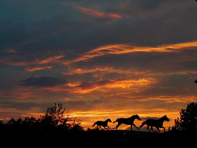1horseset jpg